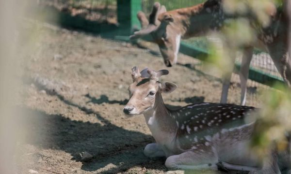 Kafshët që do mund të shihni në kopshtin zoologjik të Tiranës